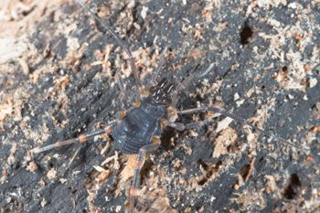 Media type: image;   Invertebrate Zoology 151528